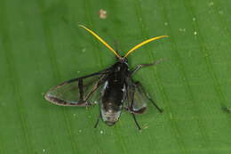 Image of Nyridela xanthocera Walker 1856