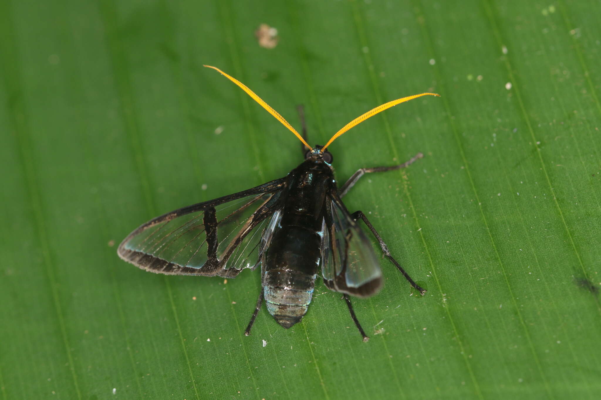 Image de Nyridela xanthocera Walker 1856