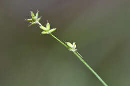 Image of Ryegrass sedge