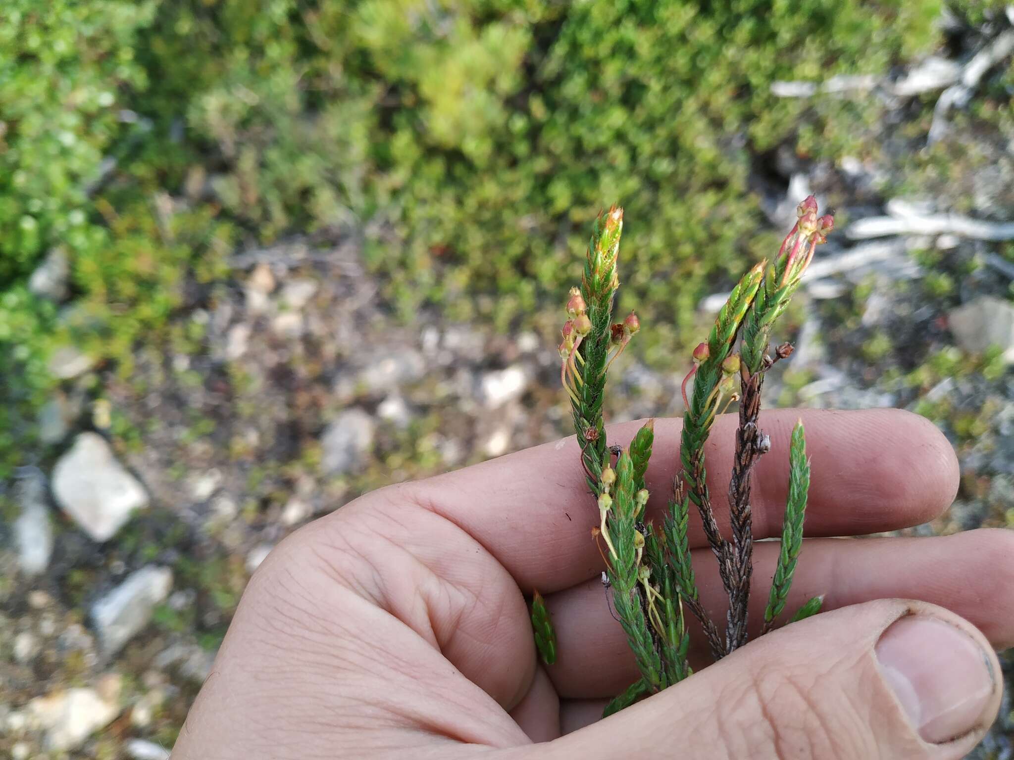 Imagem de Cassiope ericoides (Pall.) D. Don