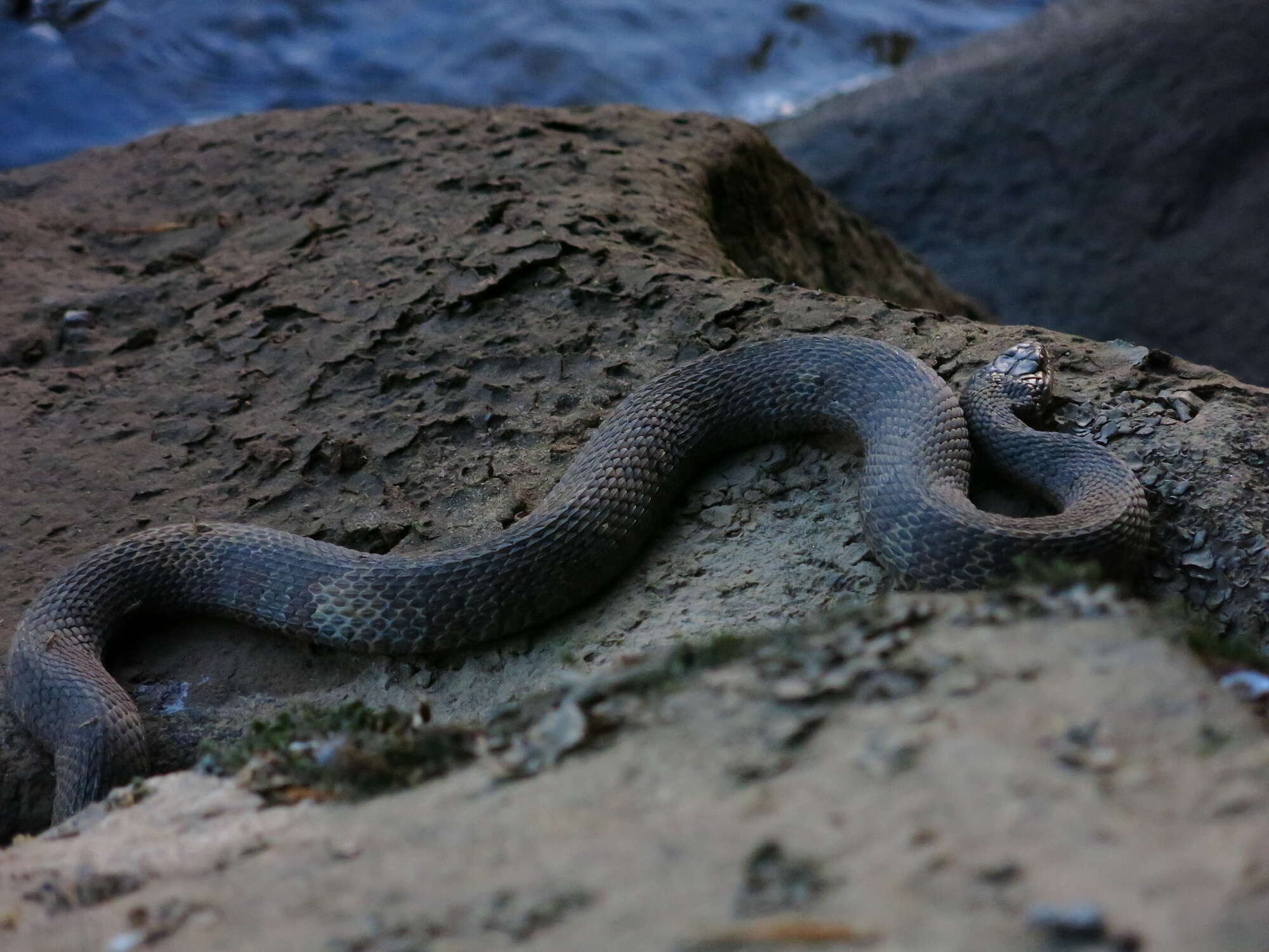 Image of Nerodia sipedon sipedon (Linnaeus 1758)