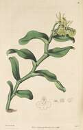 Image of Epidendrum umbelliferum