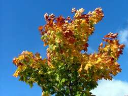 Image of Norway Maple