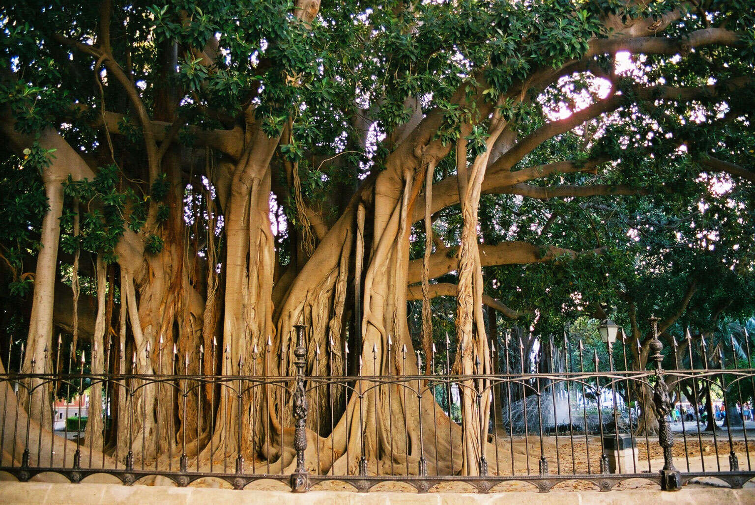 Image of Moreton Bay fig