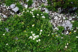 صورة Achillea clusiana Tausch