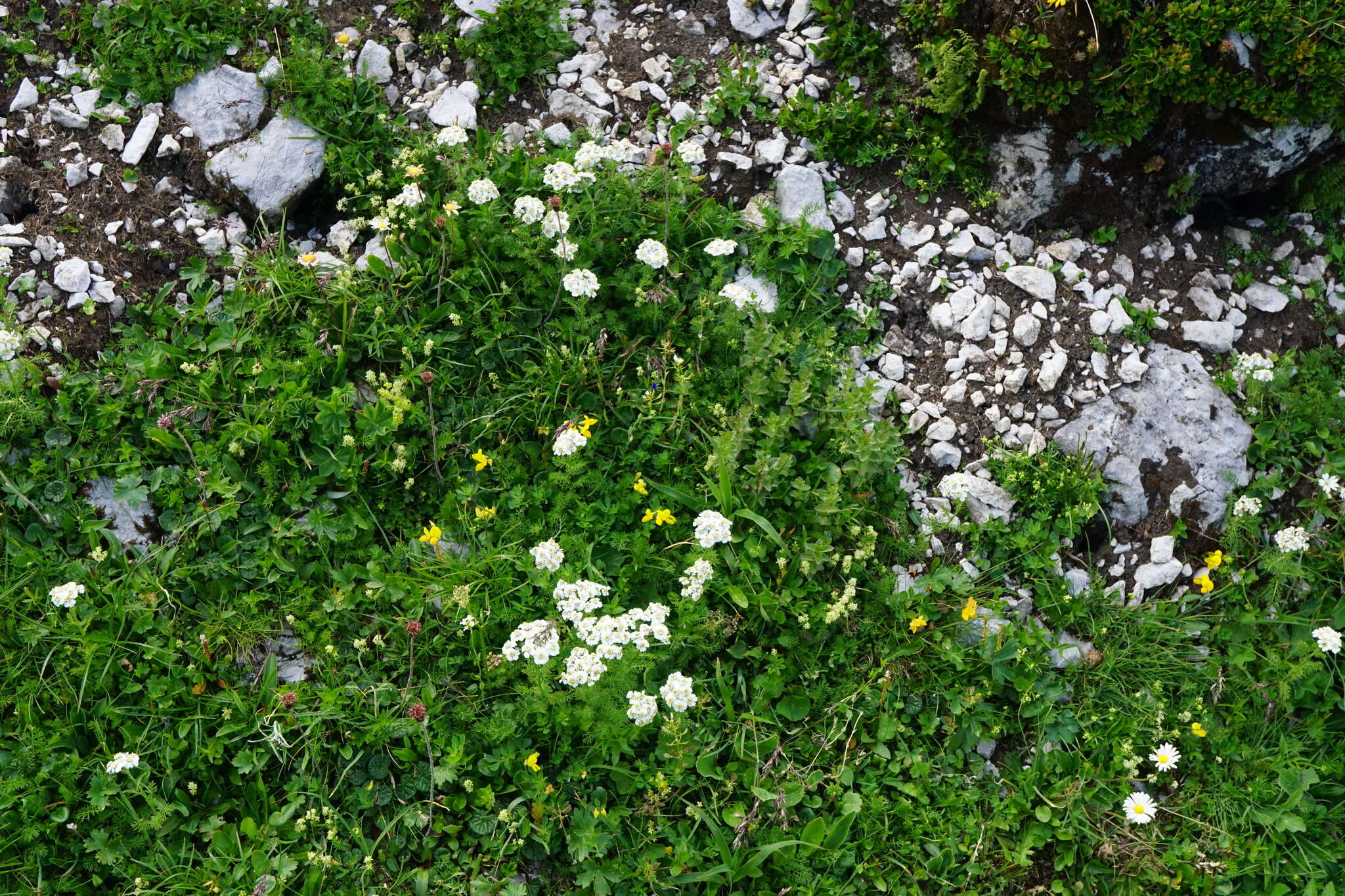 صورة Achillea clusiana Tausch