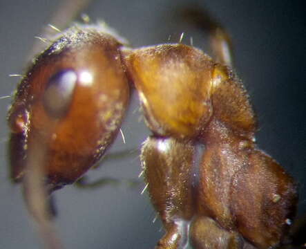 Image of Formica subpilosa Ruzsky 1902