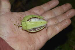 Image of Passiflora acuminata DC.