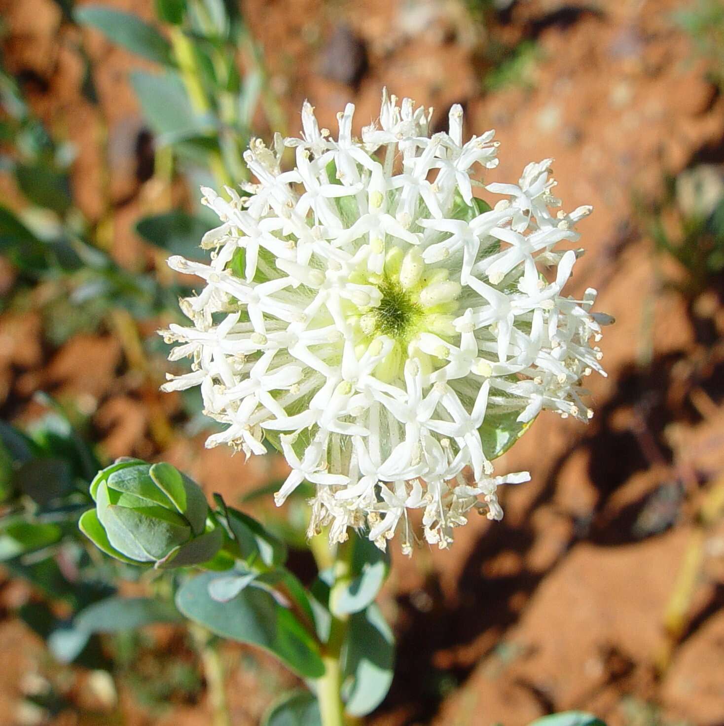 Image of Pimelea holroydii F. Müll.