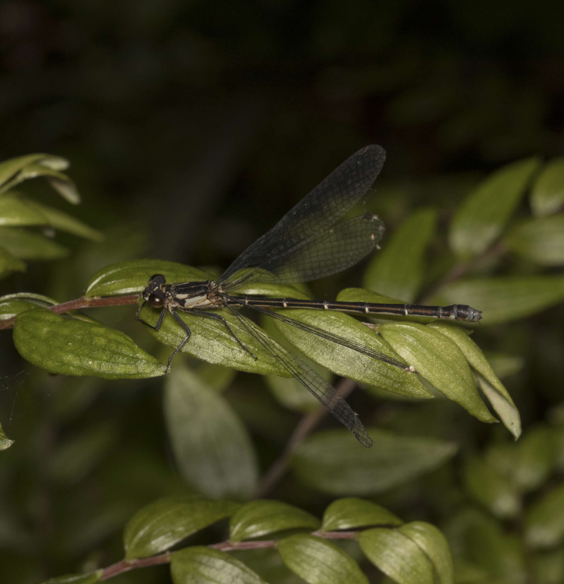 Image of Antiagrion antigone Ris 1928