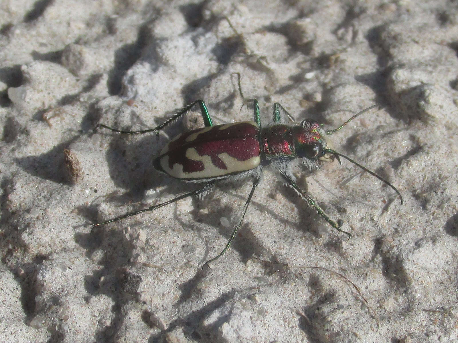 Image of Cicindela (Cicindela) lengi lengi W. Horn 1908