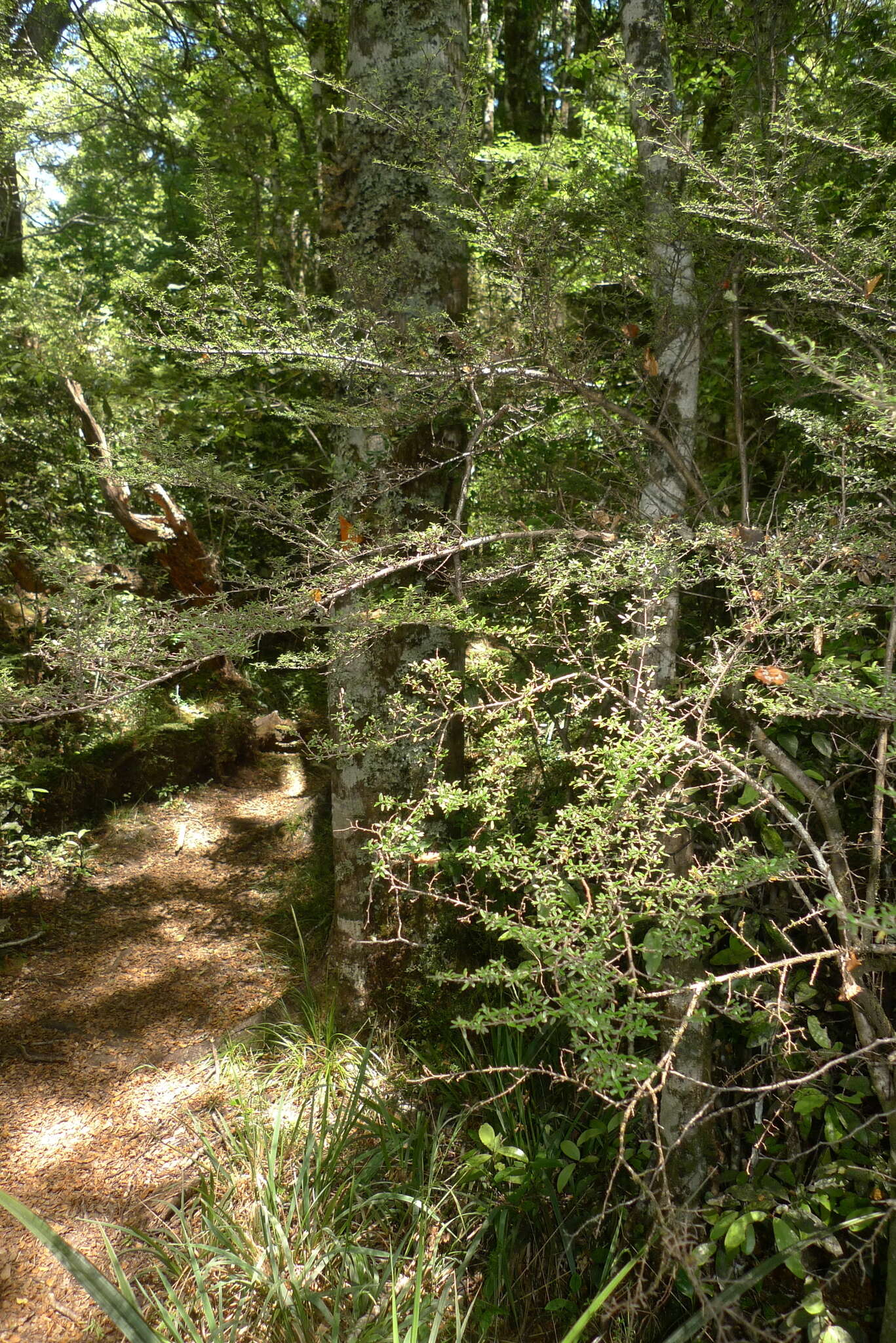 Image of Coprosma microcarpa Hook. fil.