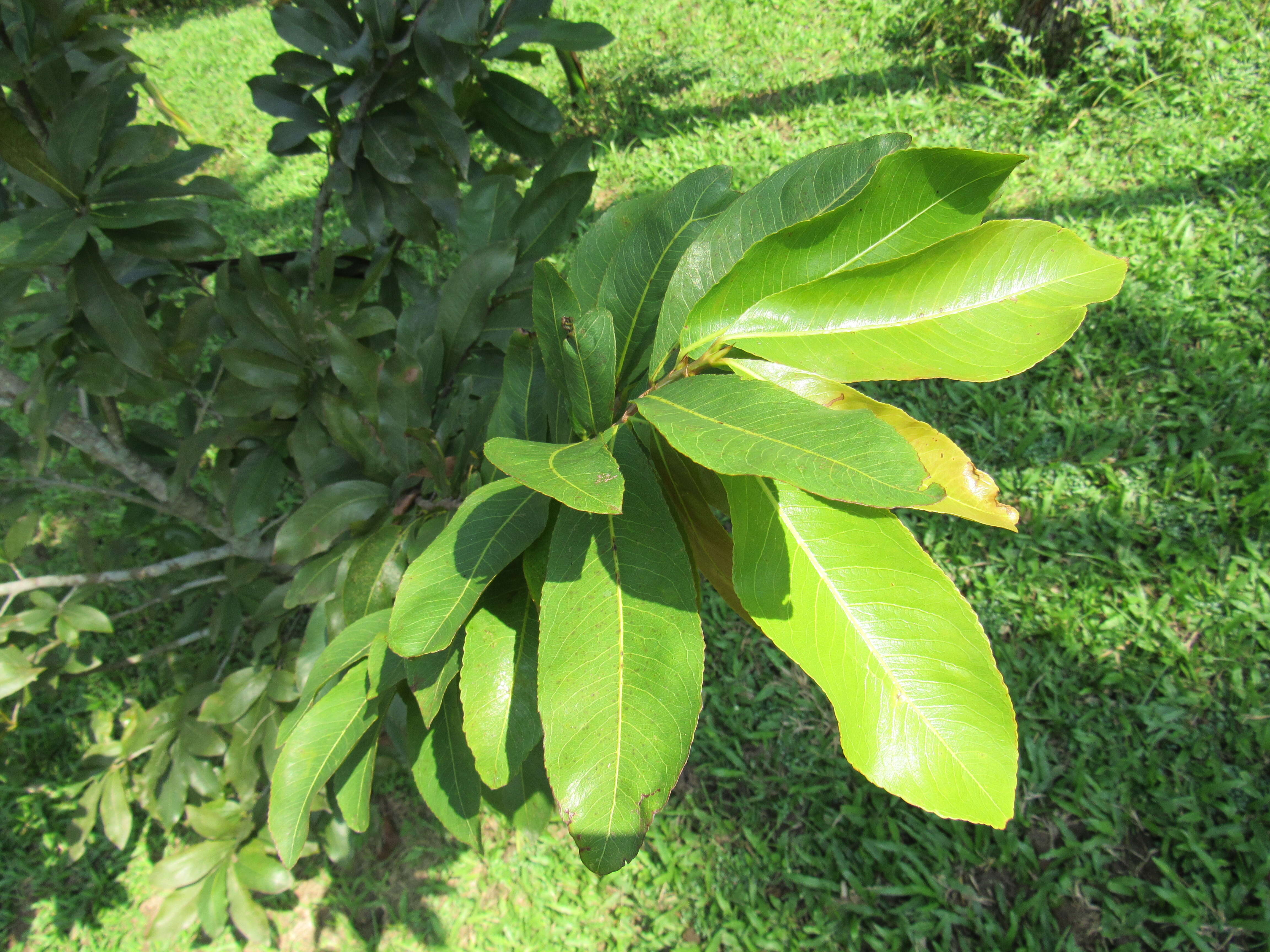 Plancia ëd Pistacia vera L.