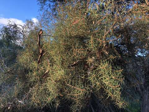 Image of Hakea mitchellii Meissn.