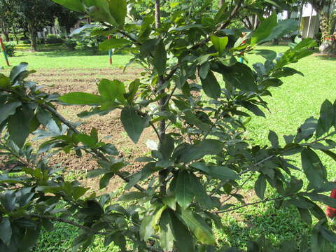 Plancia ëd Pistacia vera L.