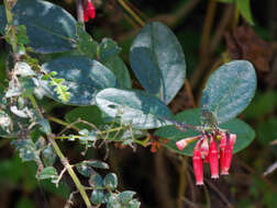 Image de Macleania coccoloboides A. C. Sm.