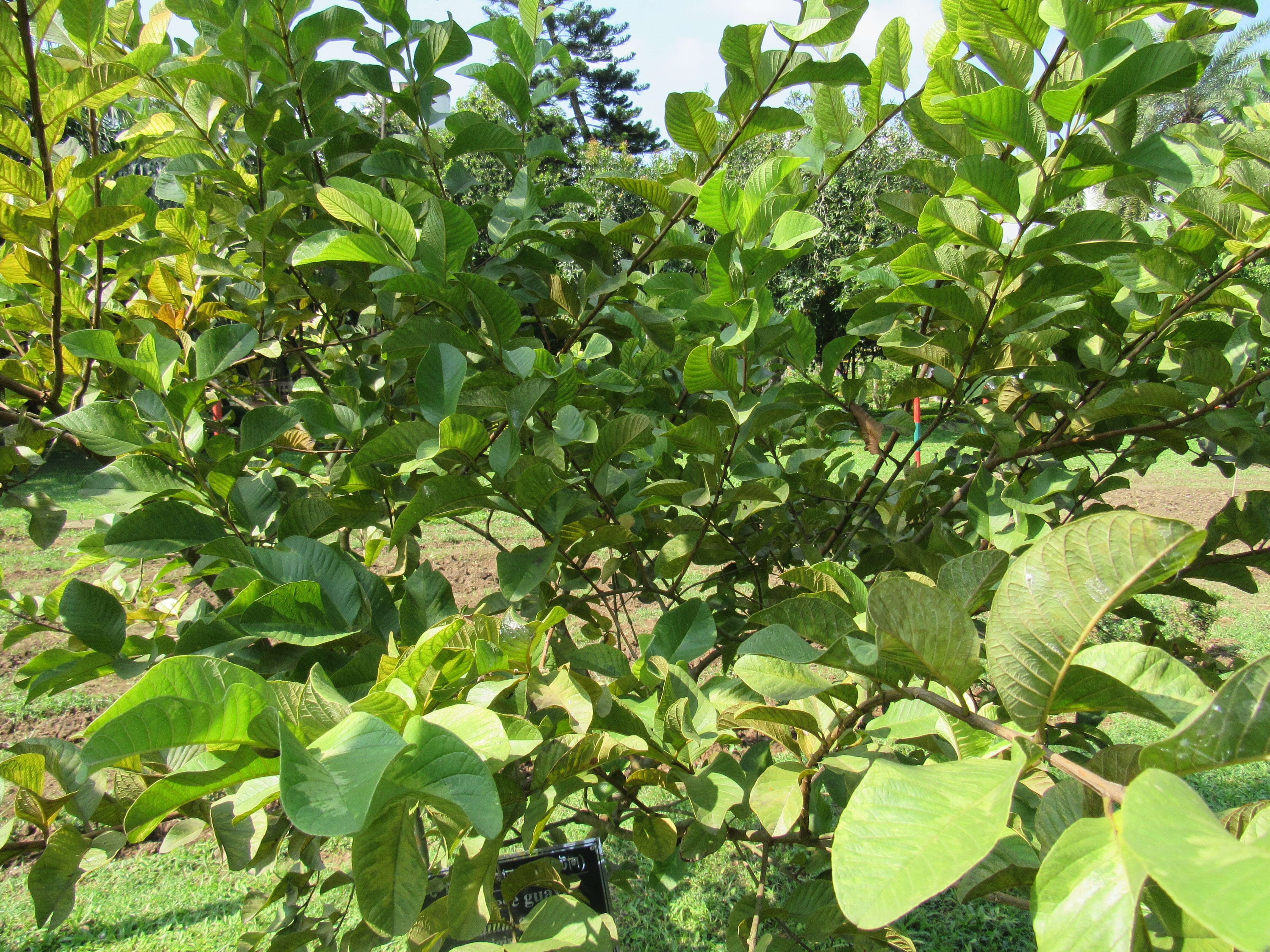 Image of guava