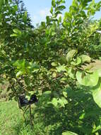 Image of guava