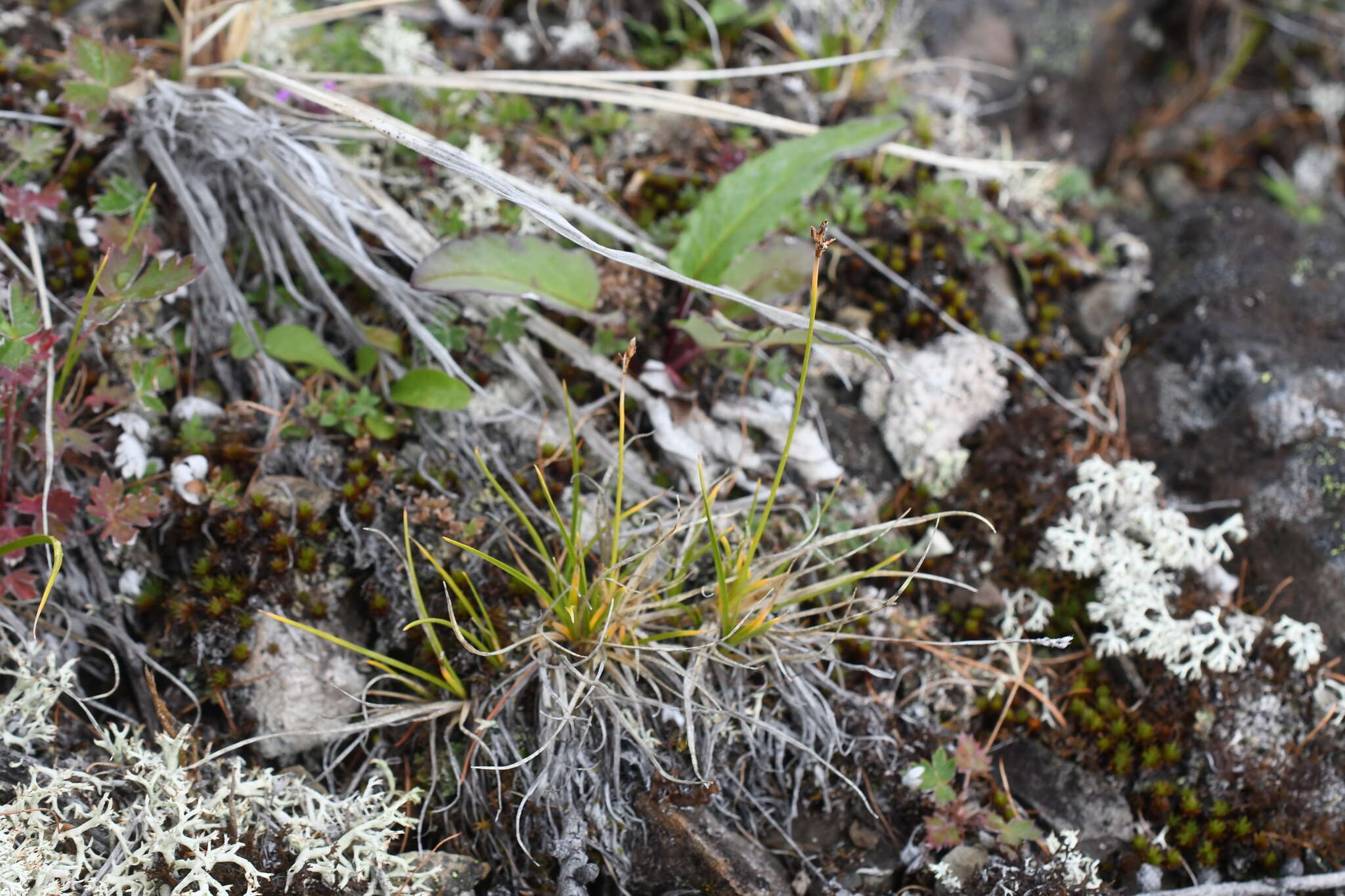 Image of glacial sedge