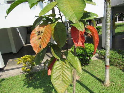 Image of Santol