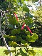 Coccoloba rugosa Desf. resmi