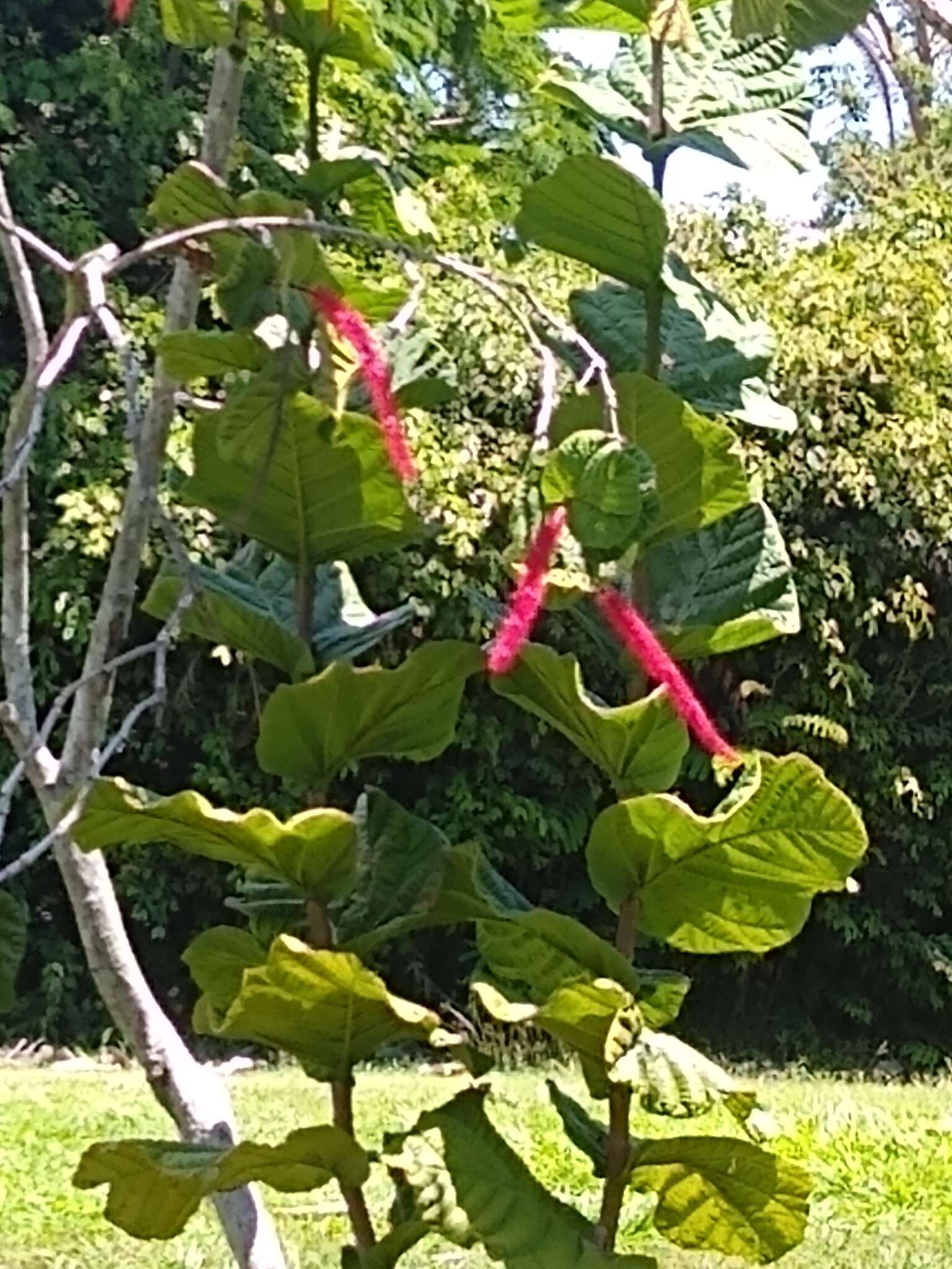 Coccoloba rugosa Desf. resmi