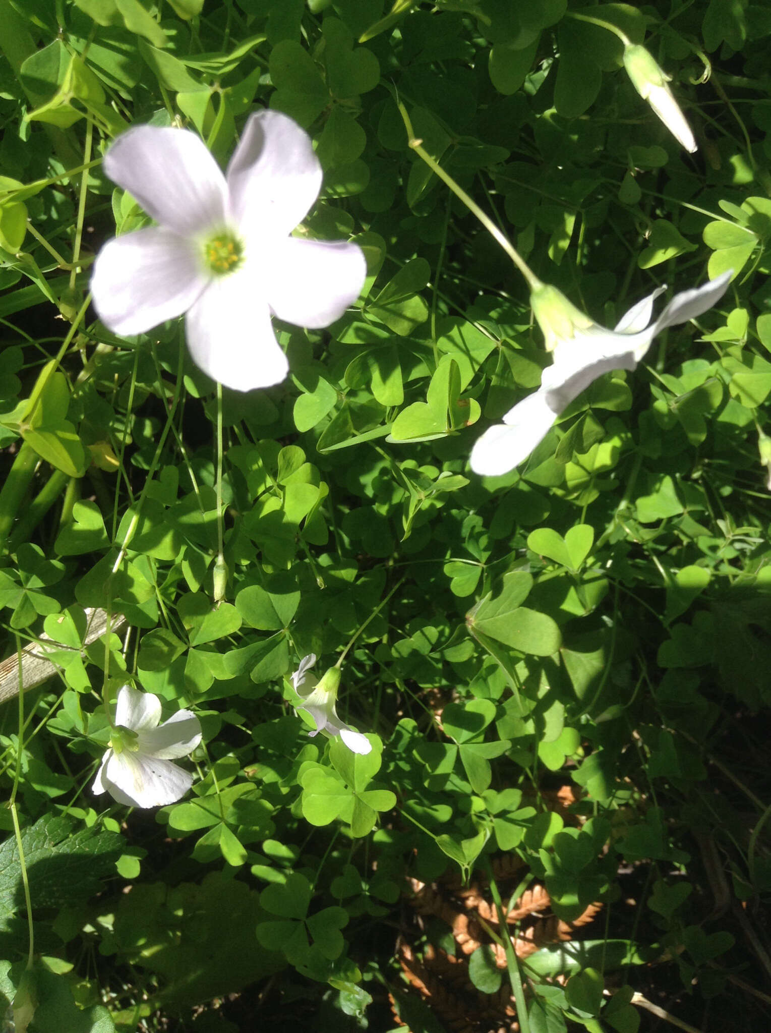 Image of crimson woodsorrel