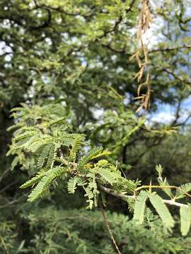 Слика од Prosopis affinis Spreng.