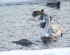 Image of Mute Swan