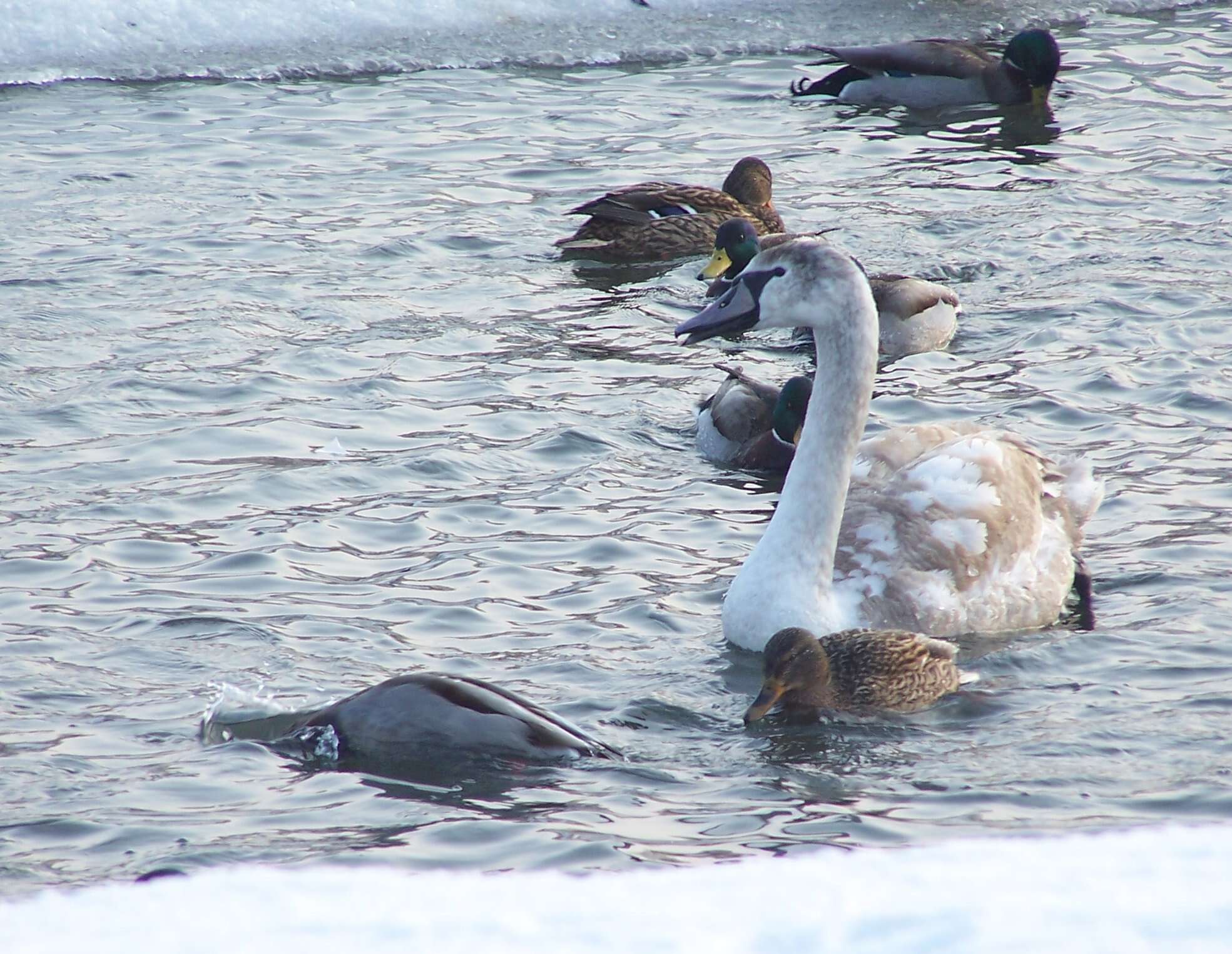 Image of Mute Swan