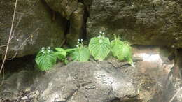 Streptocarpus capuronii Humbert resmi