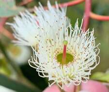 Image de Eucalyptus leucoxylon subsp. megalocarpa D. J. Boland