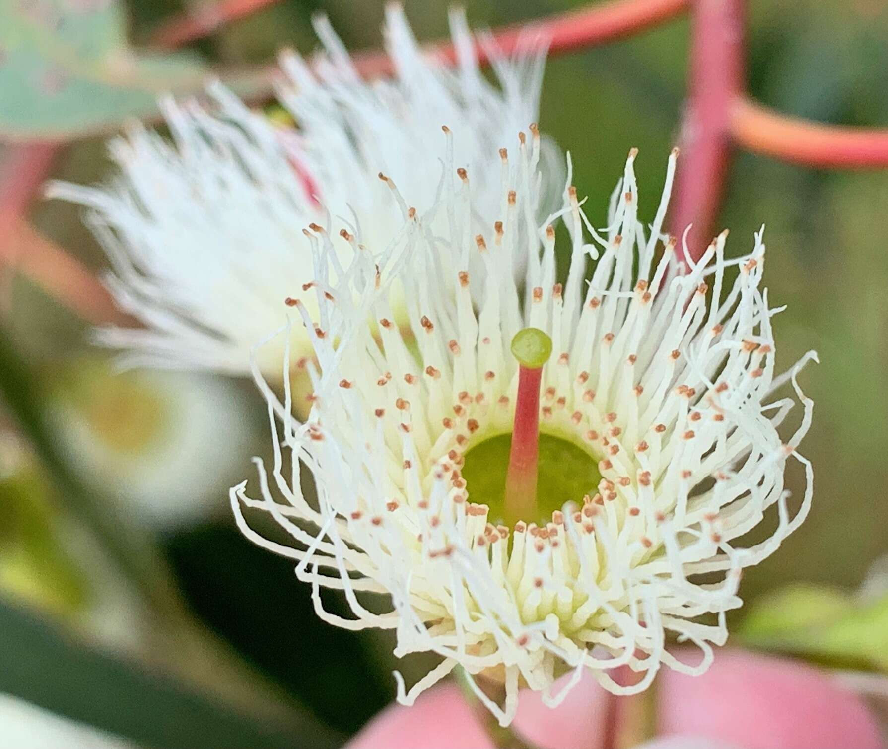 Image de Eucalyptus leucoxylon subsp. megalocarpa D. J. Boland