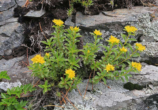 Image of Phedimus middendorfianus (Maxim.) H. 't Hart