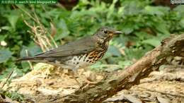 Image of Janpanese Thrush