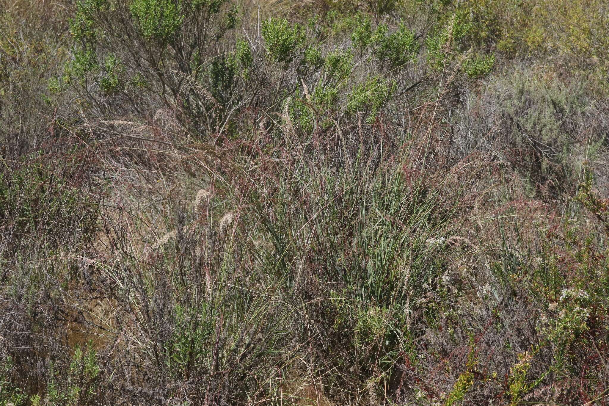 Imagem de Ehrharta calycina Sm.