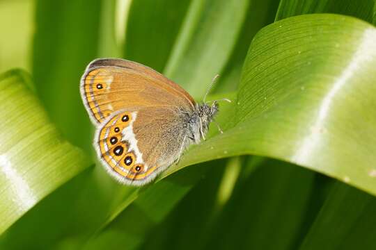 Image of scarce heath