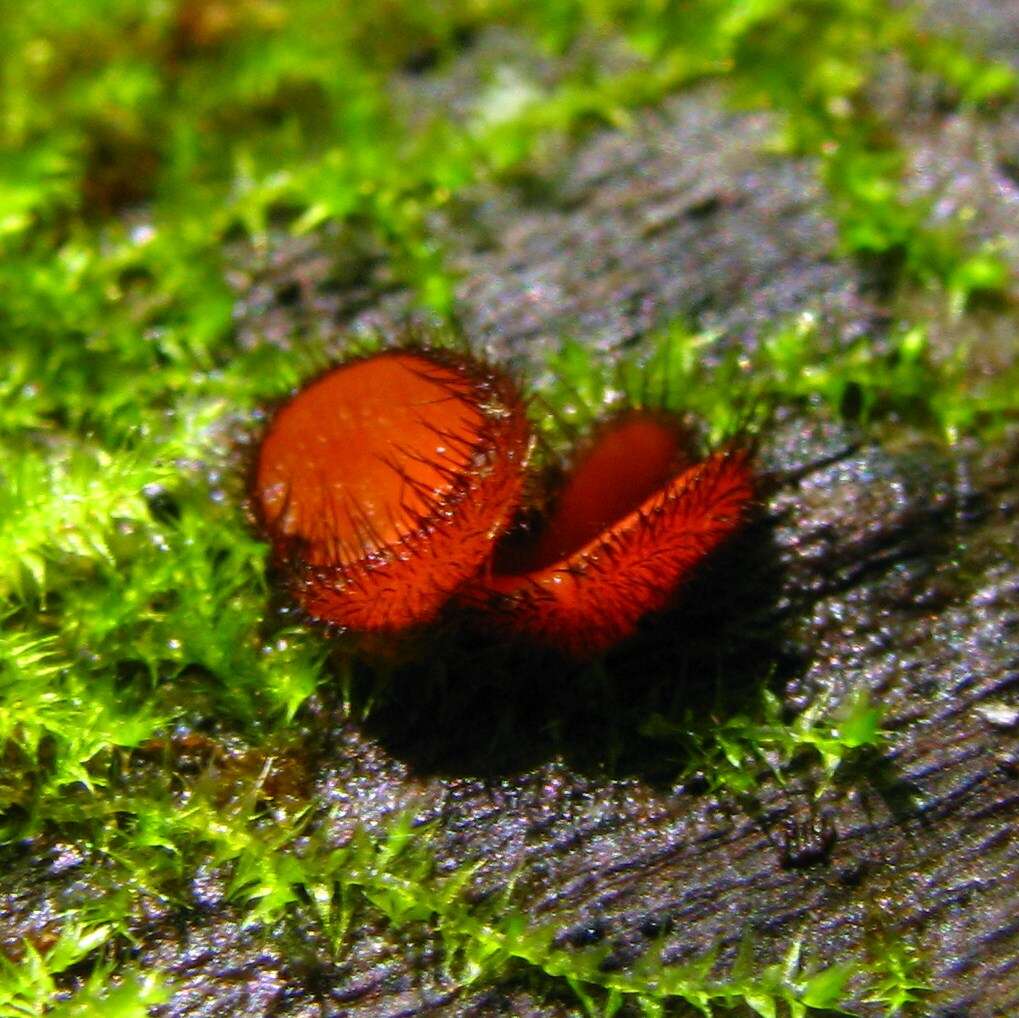 Image of Scutellinia scutellata (L.) Lambotte 1887