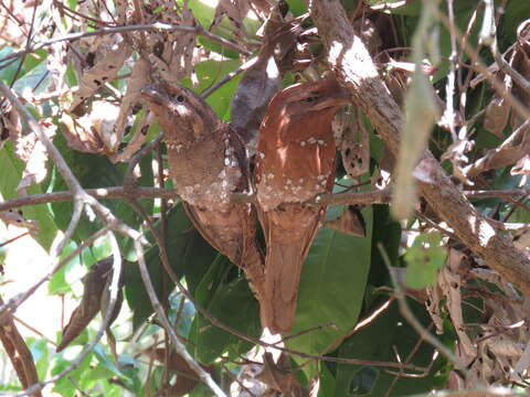 Image of Ceylon Frogmouth