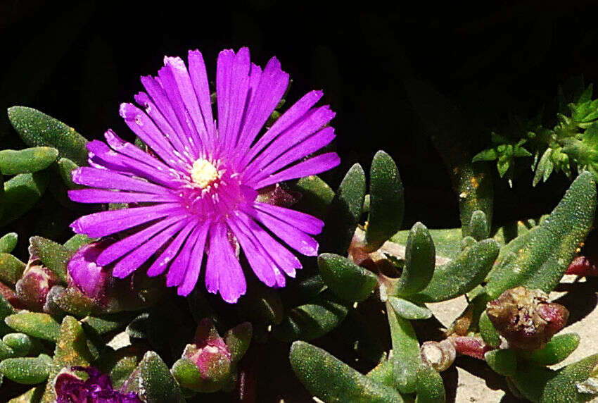 Imagem de Delosperma lavisiae L. Bol.