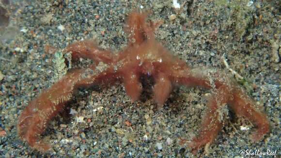 Image of Orangutang crab