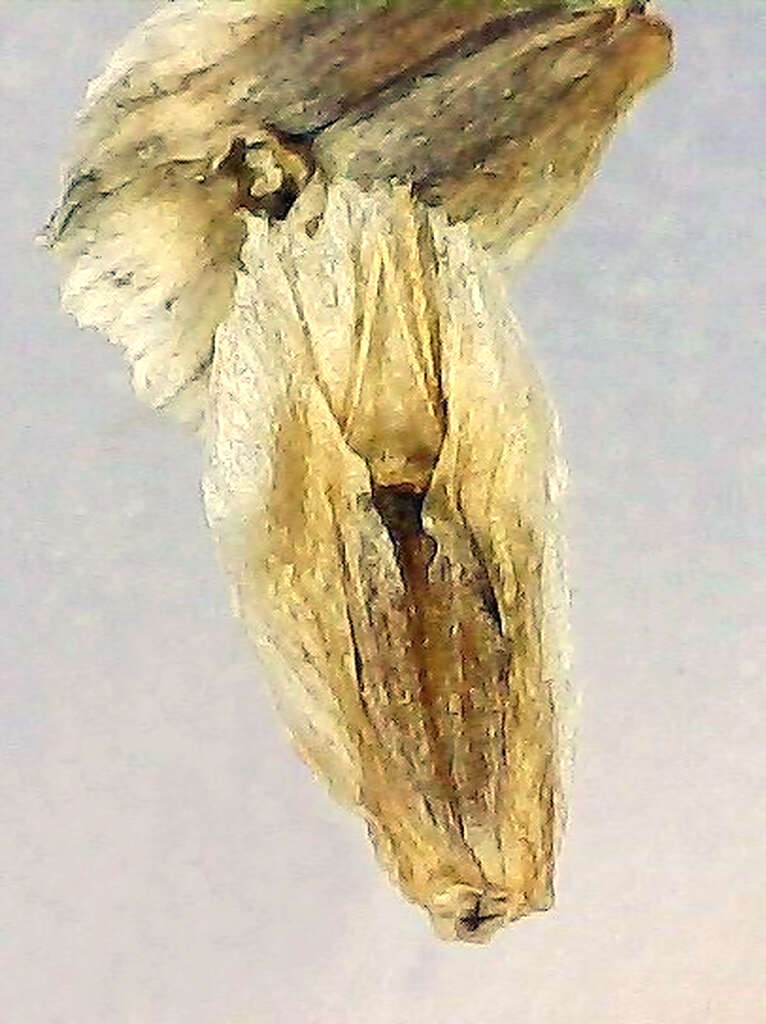 Image of Spanish oyster thistle