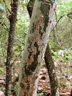 Image of Commiphora harveyi (Engl.) Engl.