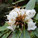 Image of Rhododendron arizelum I. B. Balf. & Forrest