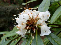 Imagem de Rhododendron arizelum I. B. Balf. & Forrest