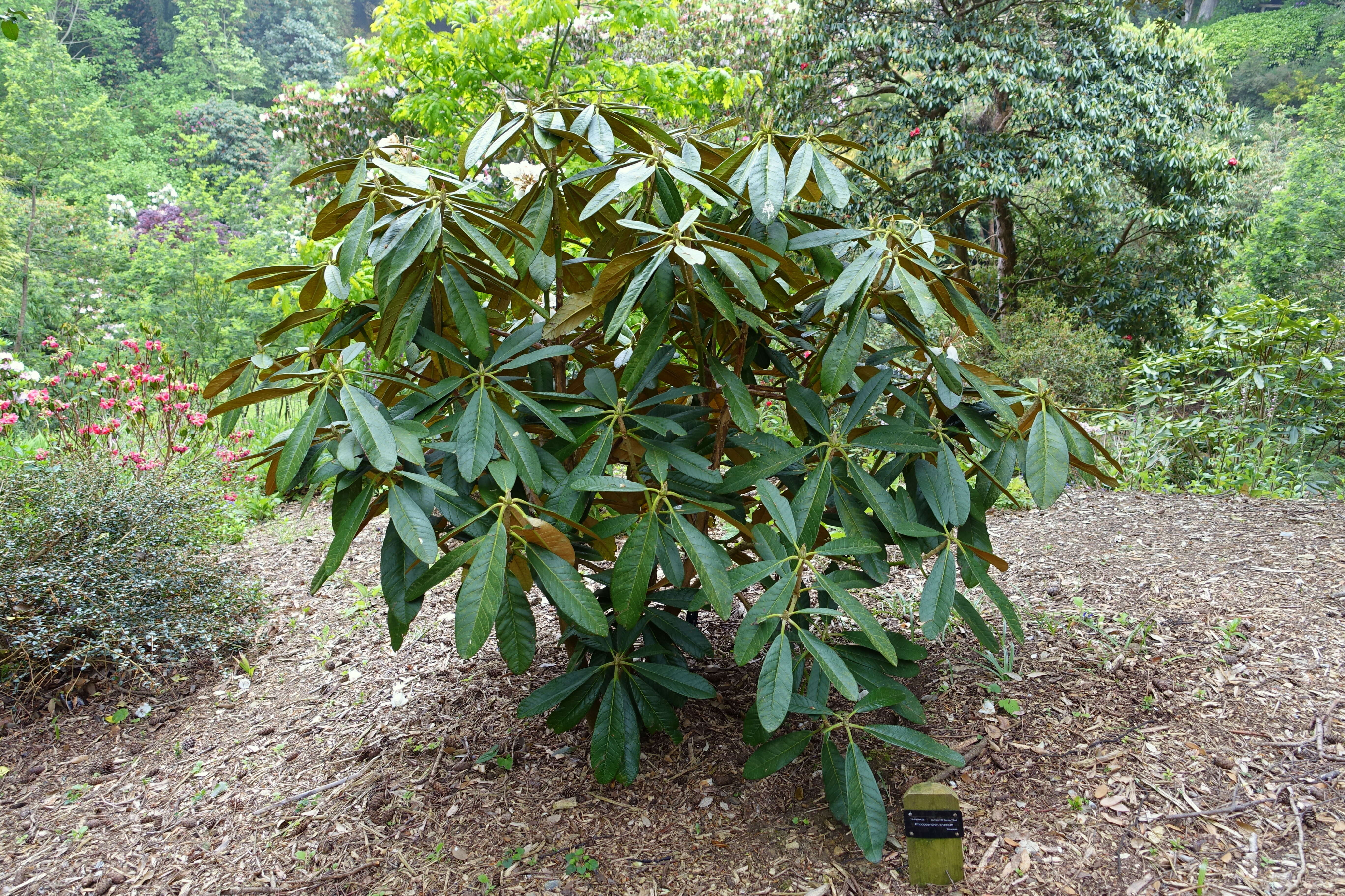 Imagem de Rhododendron arizelum I. B. Balf. & Forrest