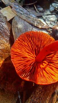 Image of Cortinarius erythrocephalus Dennis 1955