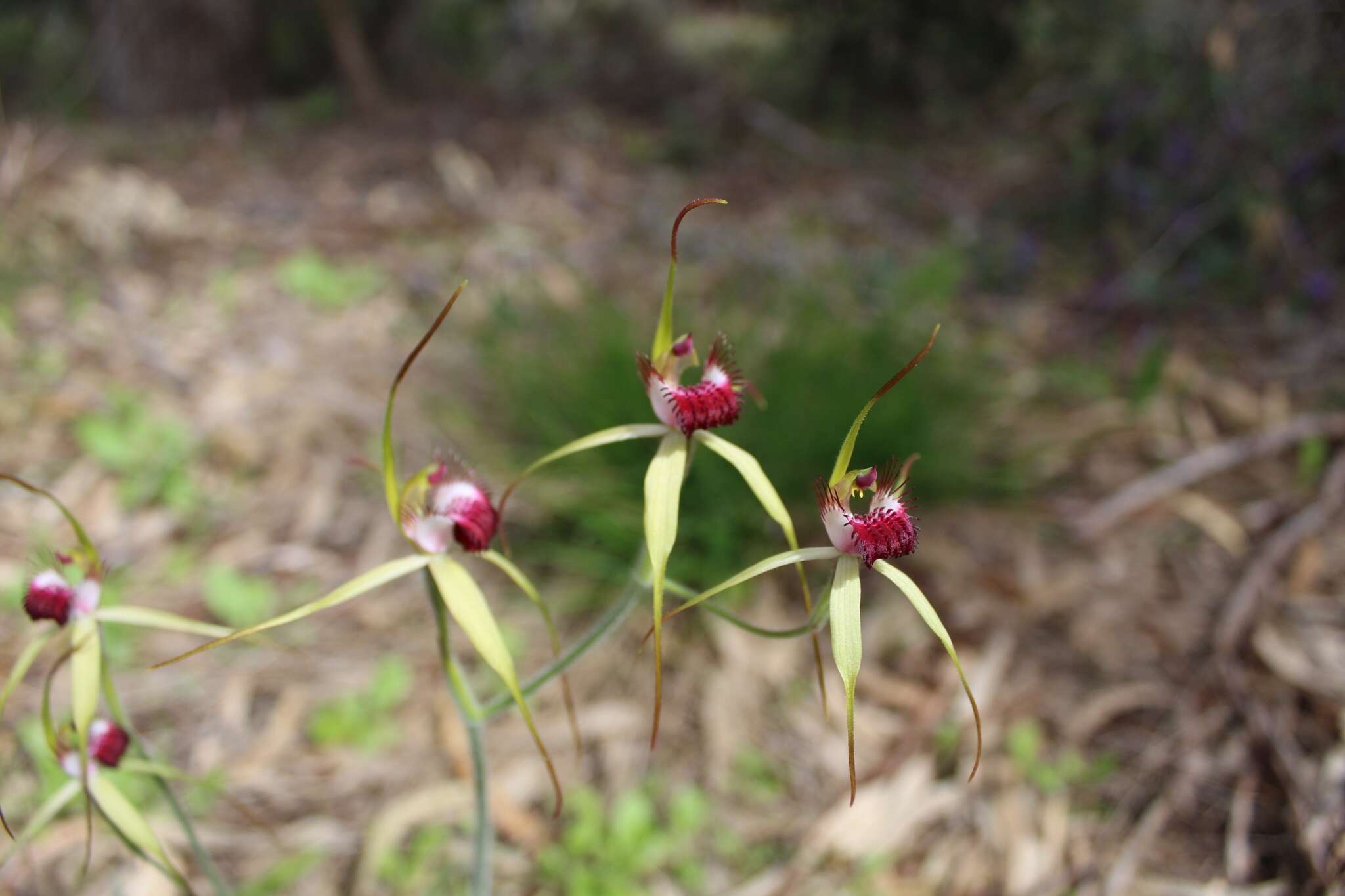 Image of Carousel spider orchid