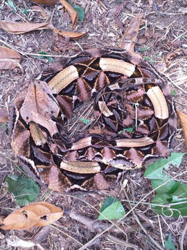 Image of Rhinoceros Viper