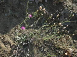 Image of Centaurea sarandinakiae Illarionova